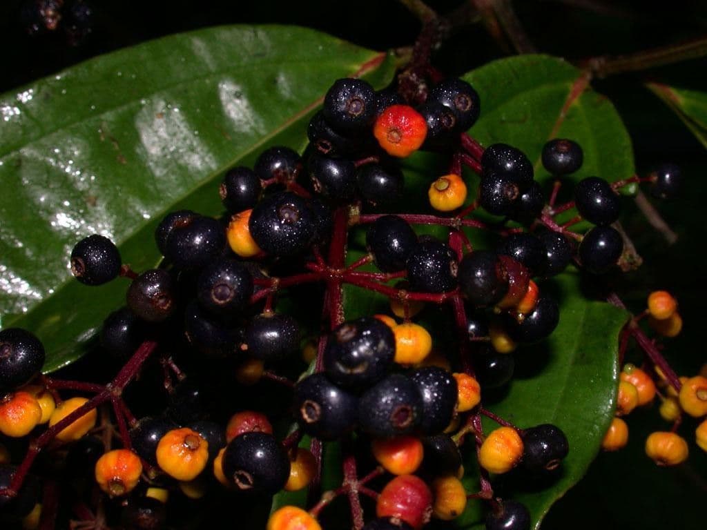 Miconia