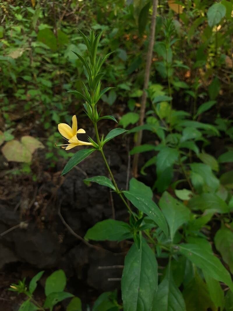 Barleria spinosa 7