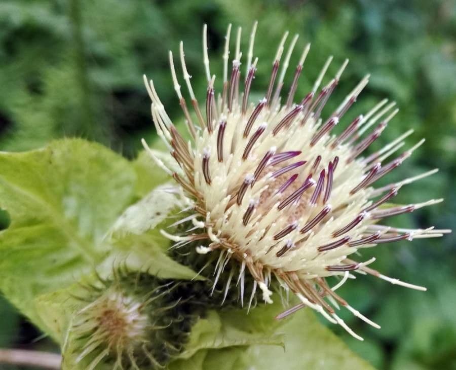 Weg-Distel 7