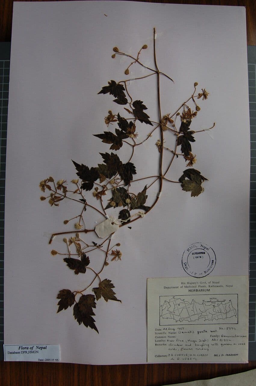 Clematide profumata 10
