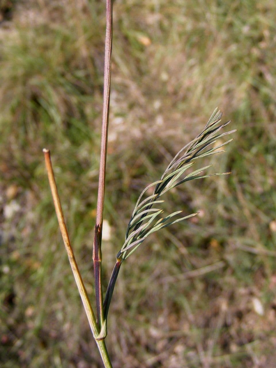 Peucedano gallico 14