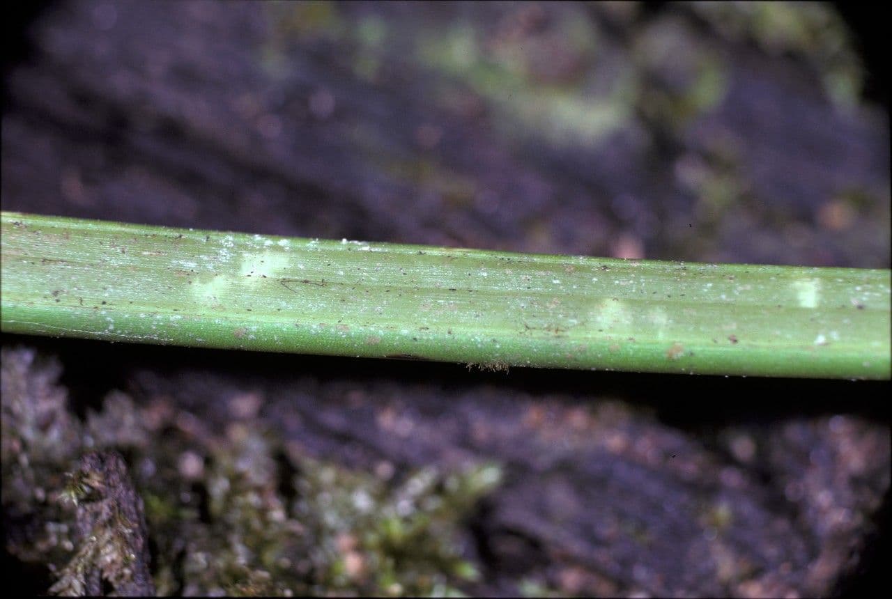Scaphyglottis 6
