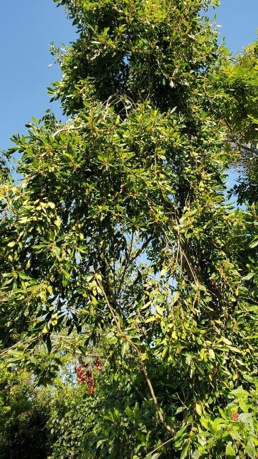 Sideroxylon 5