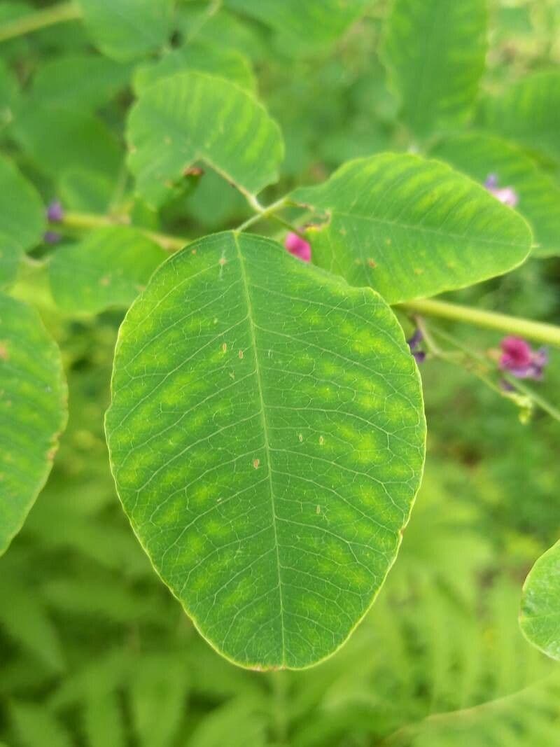Lespedeza bicolore 17