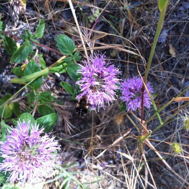 Monardella villosa 5