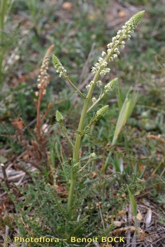 Reseda ondulata 5