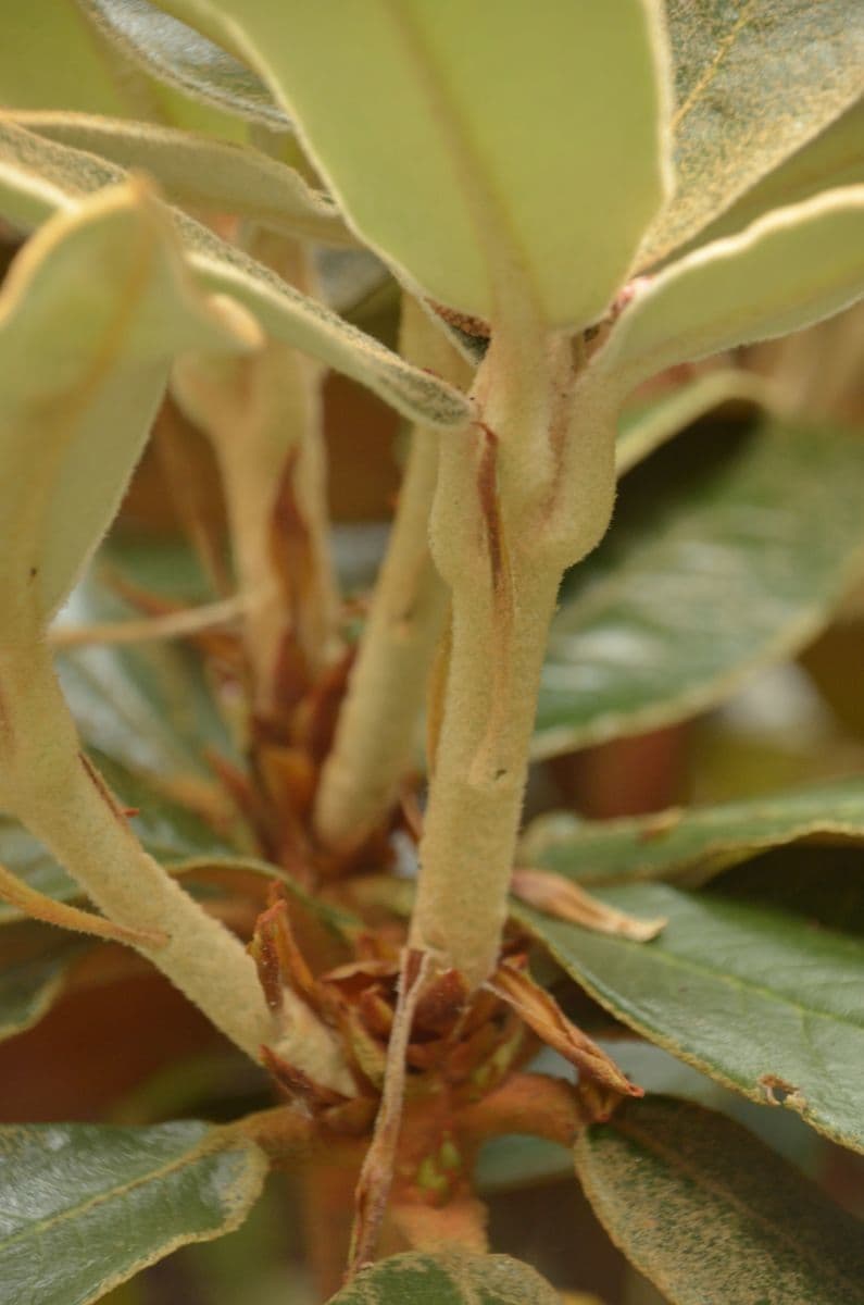 Rododendron Bureava 16