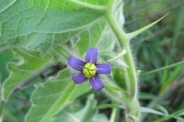 Solanum mammosum 8