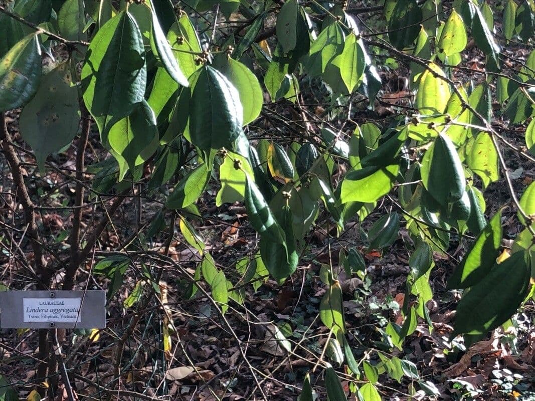 Lindera 3