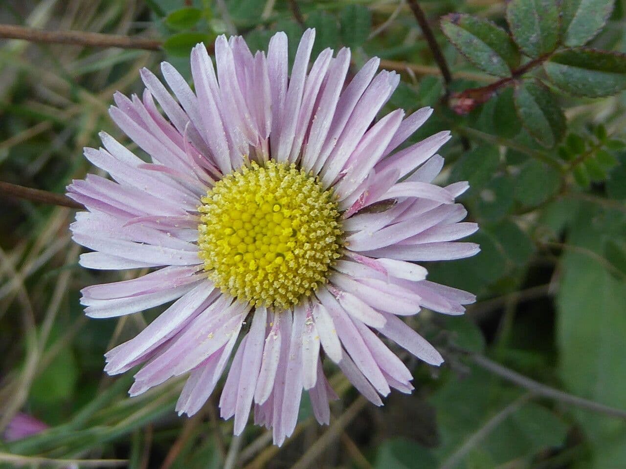 Margherita selvatica 3