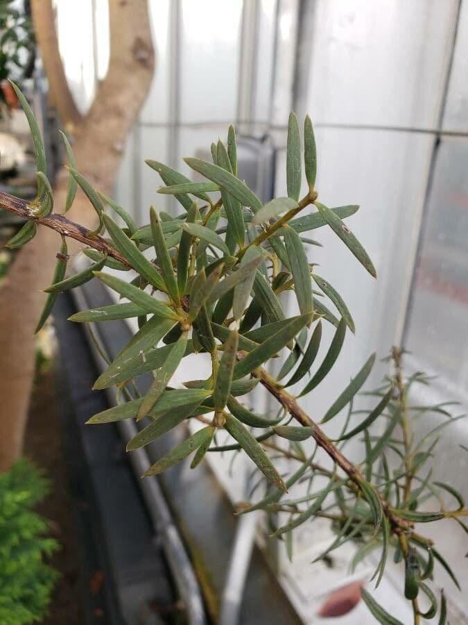 Podocarpus totara 8