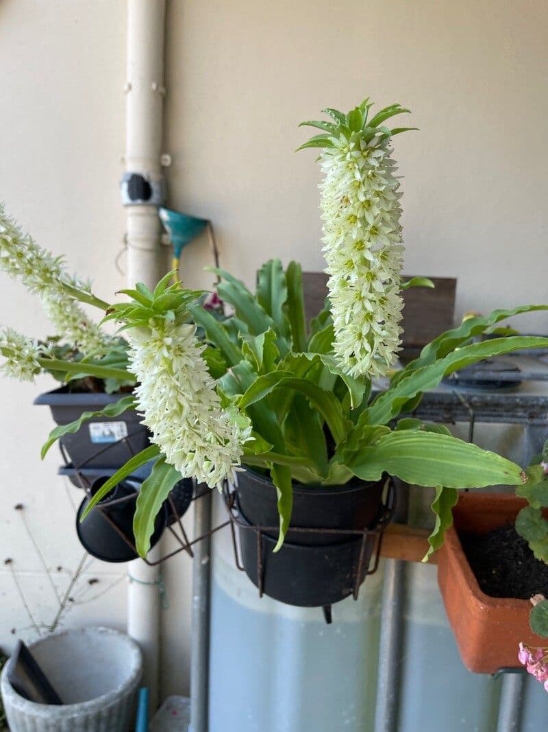 Eucomis 13