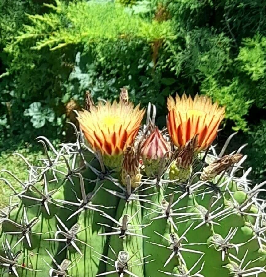 Cactus a botte uncino 6