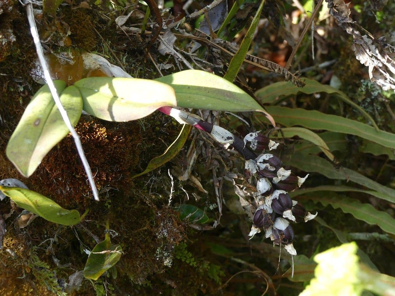 Bulbophyllum 2
