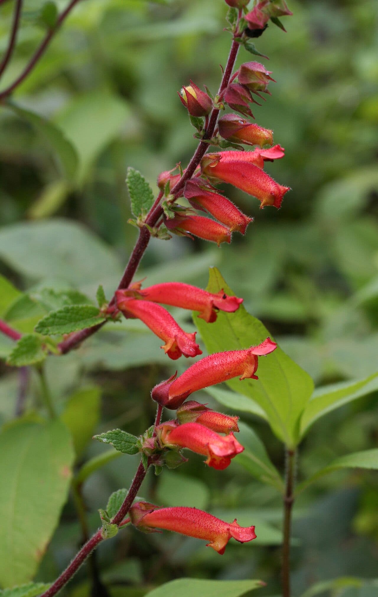 Sinningia incarnata 2