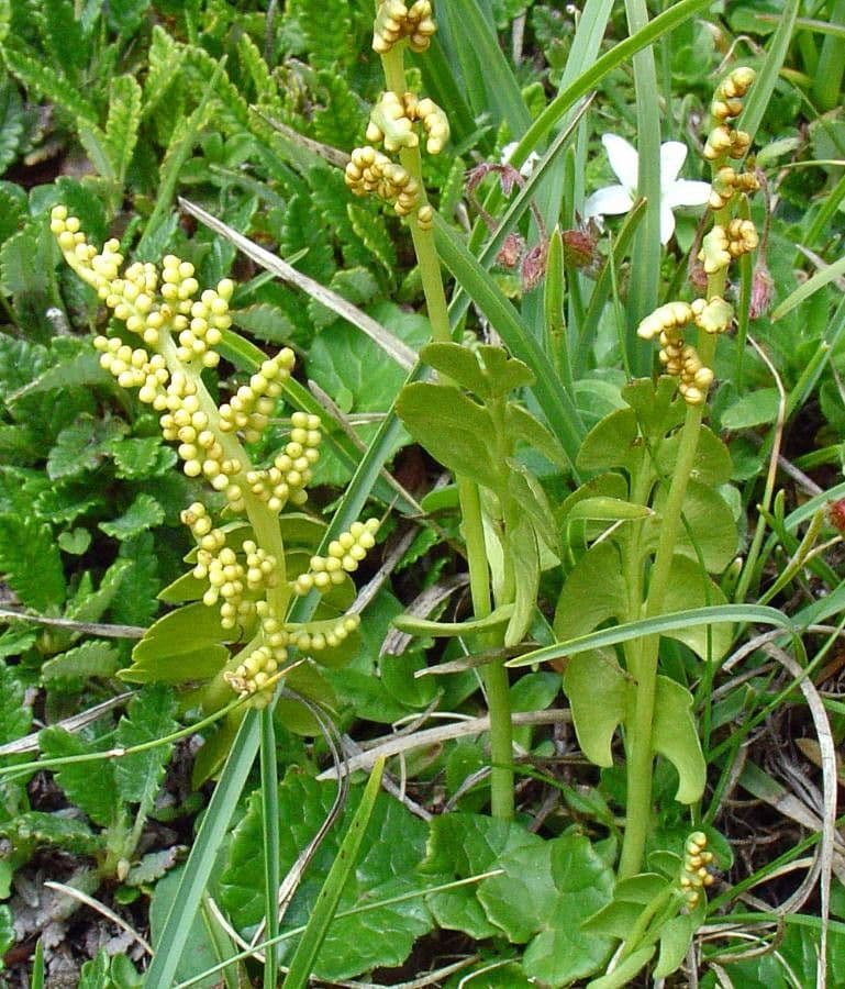 Echte Mondraute 5