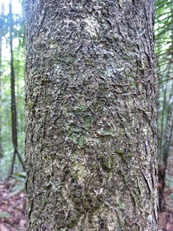 Drypetes variabilis 16