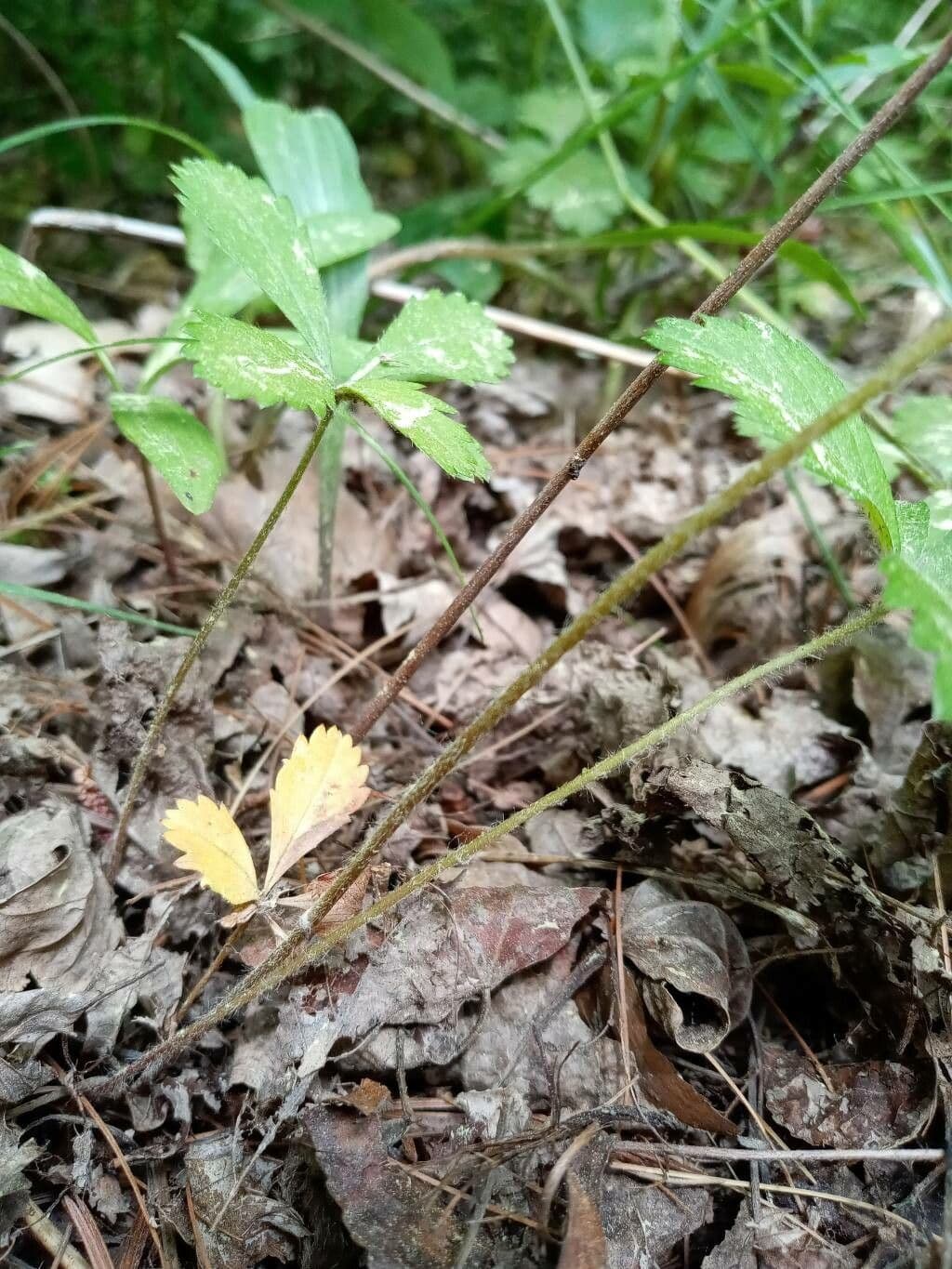 Potentilla simplex 22