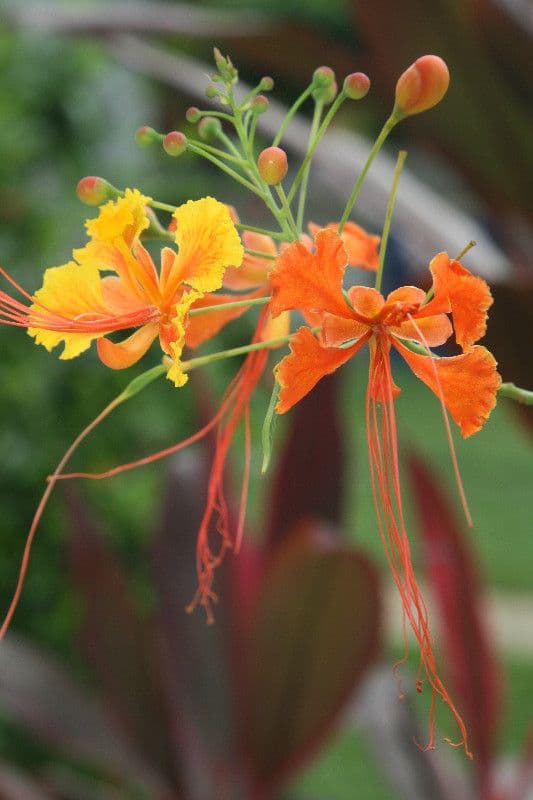 Cesalpinia 6