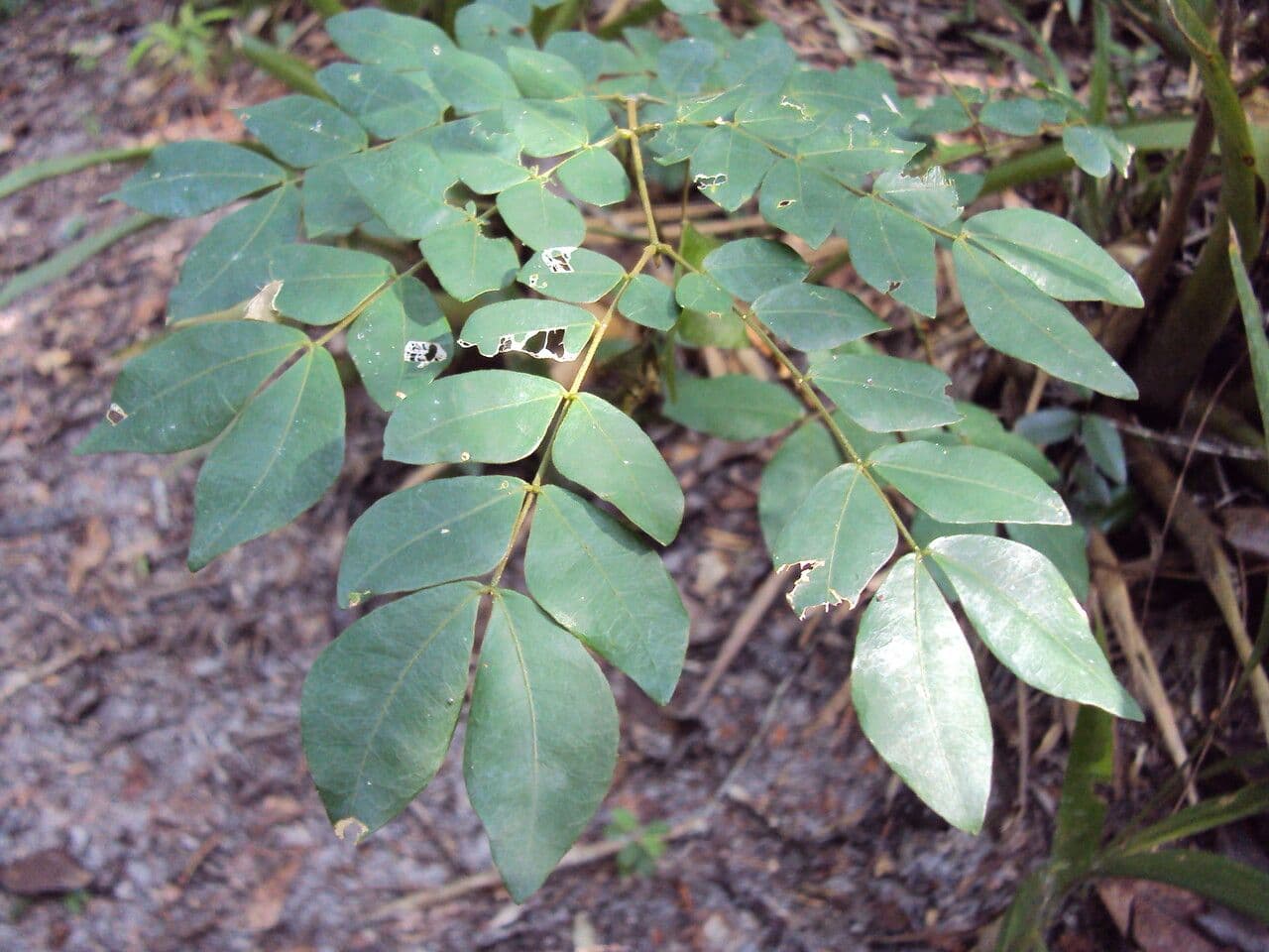 Jupunba 5