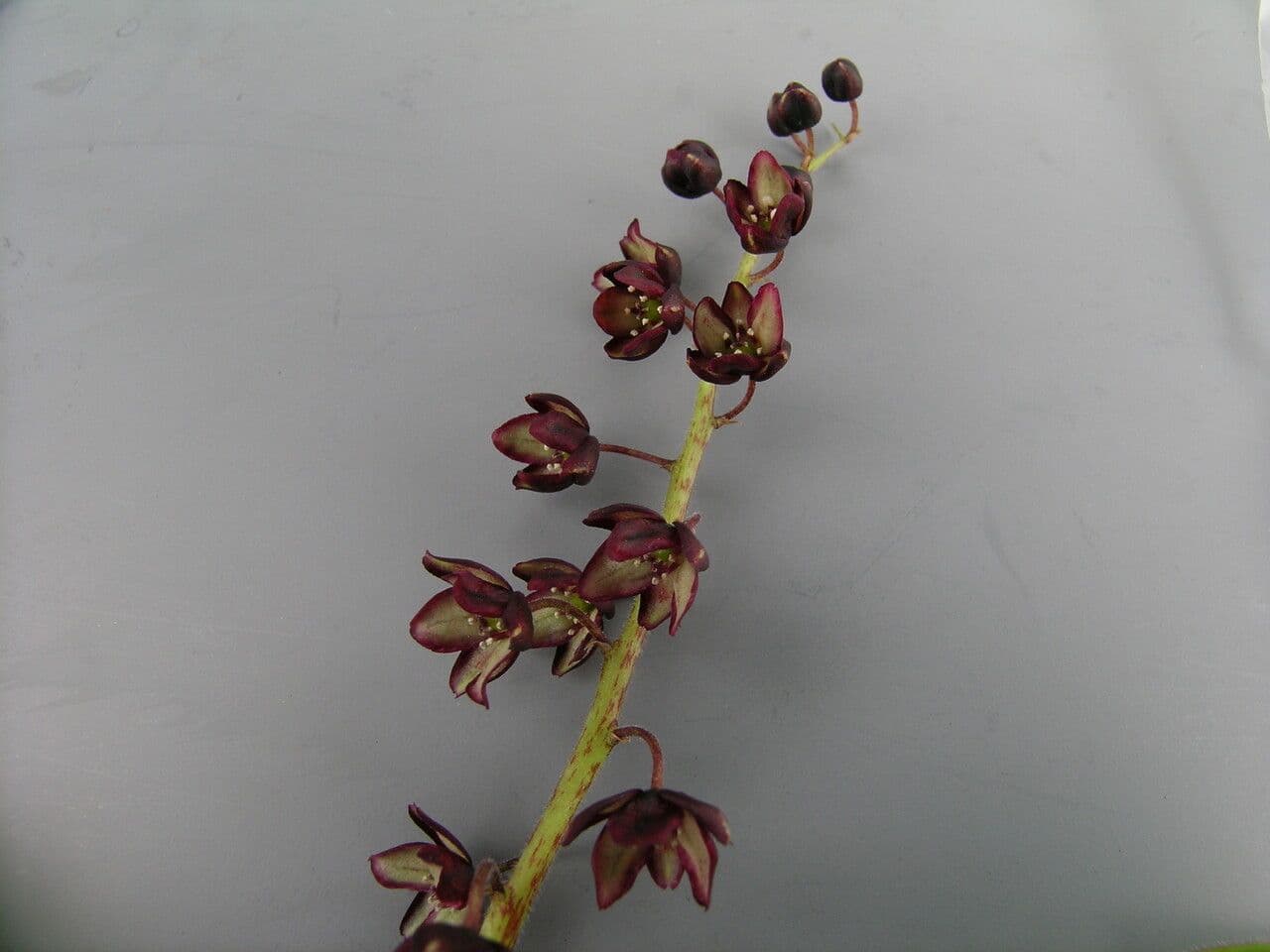 Convalaria morada 7