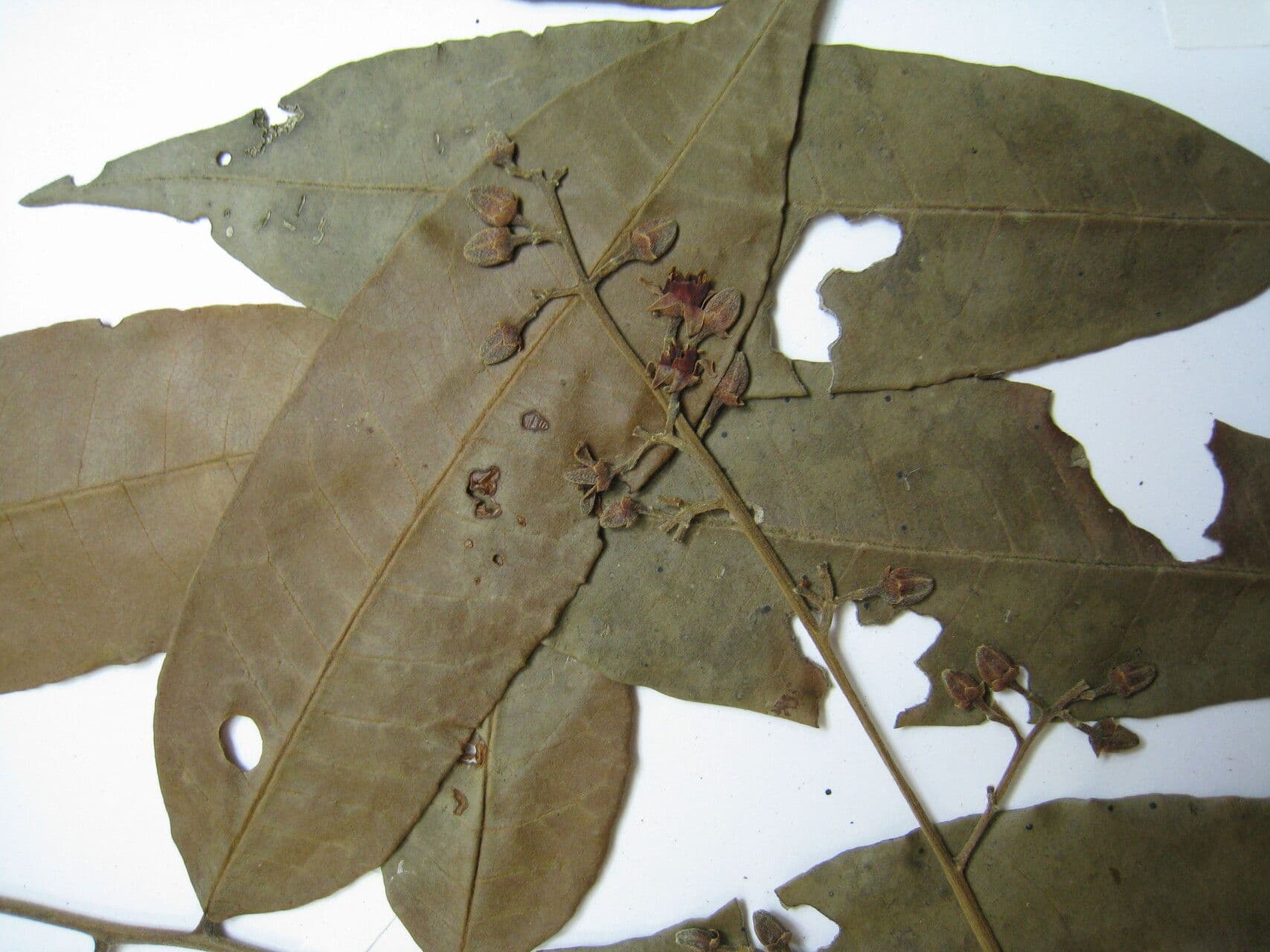 Trichilia 3