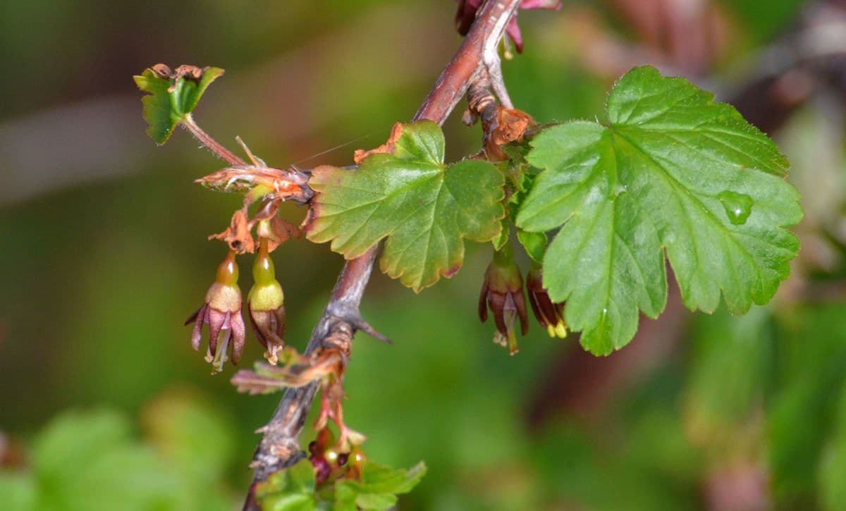 Ribes divaricato 15