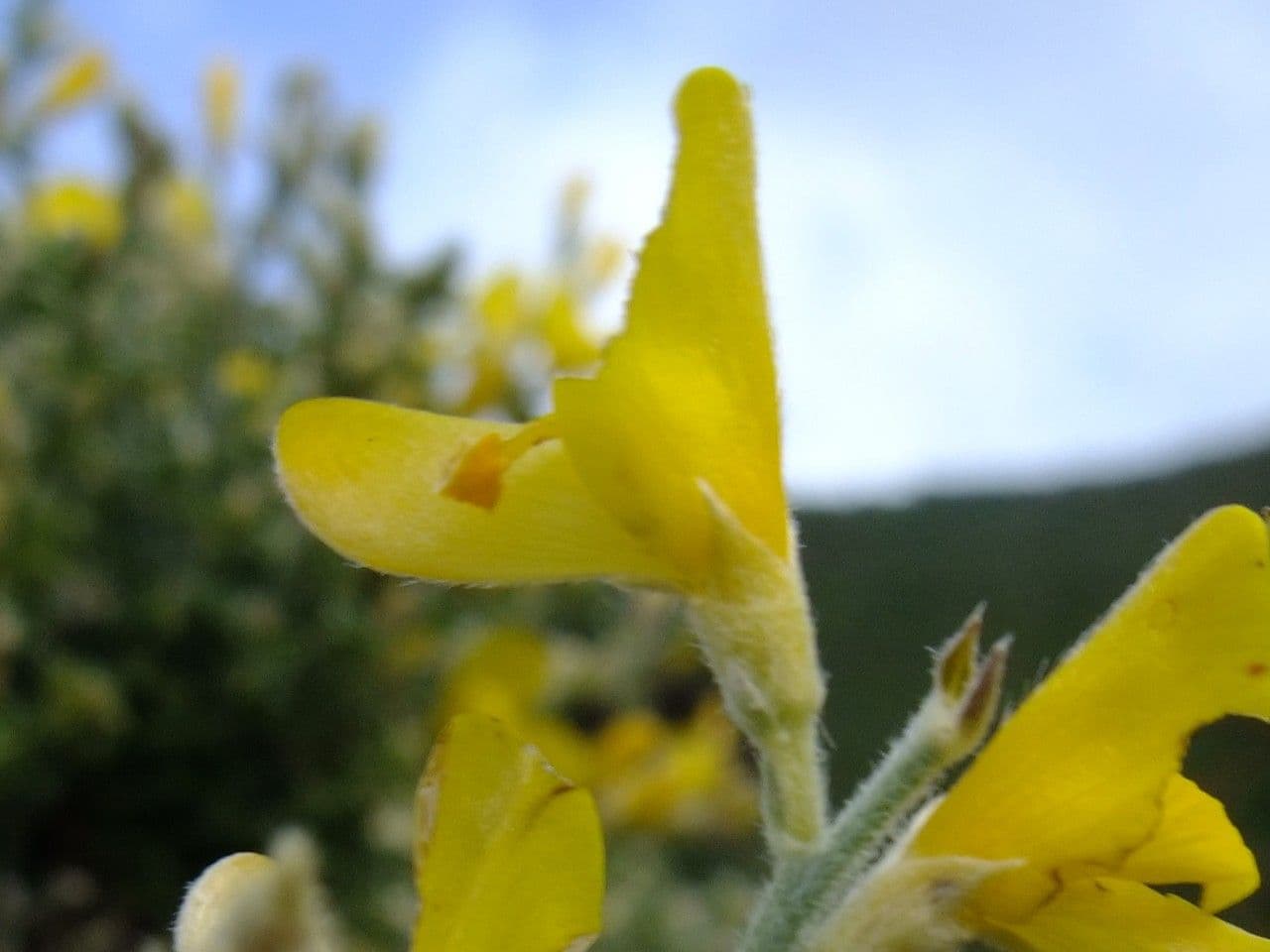 Genista canariensis 3