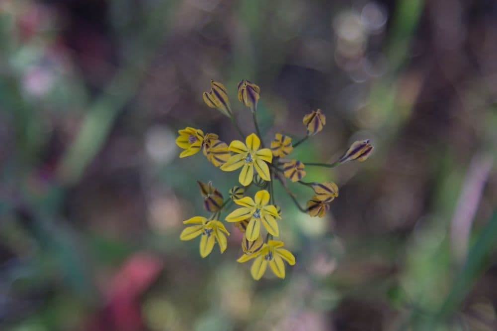 Triteleia 3