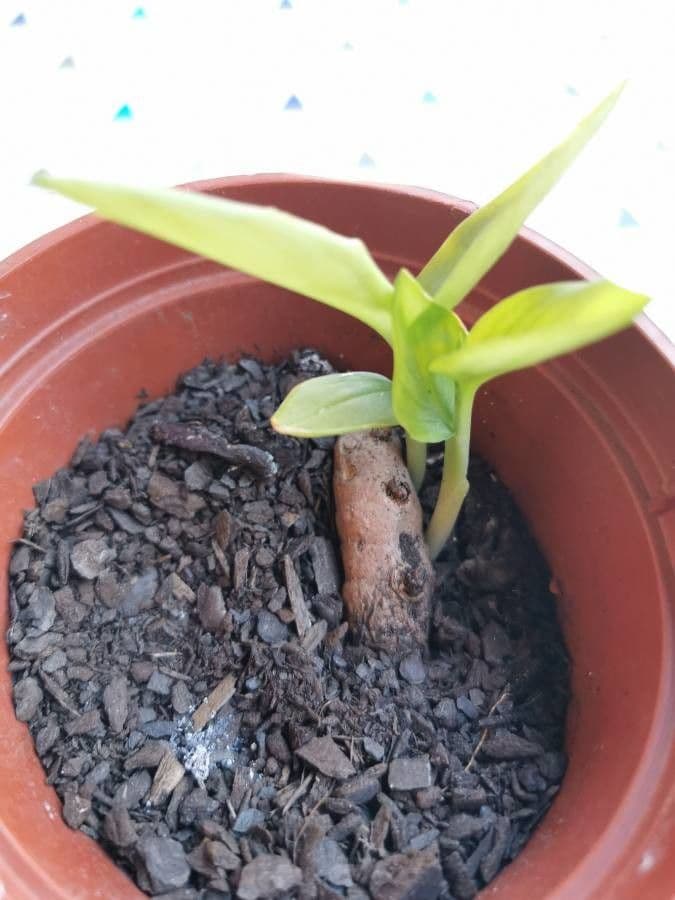 Curcuma