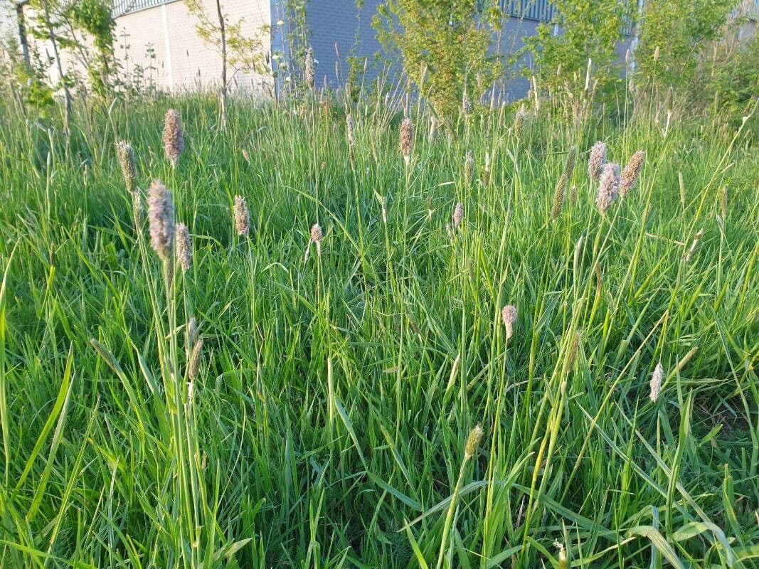 Coda di topo 11