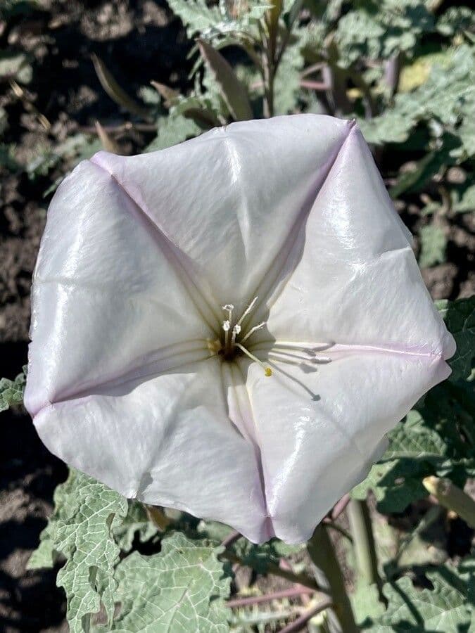 Tatula 4
