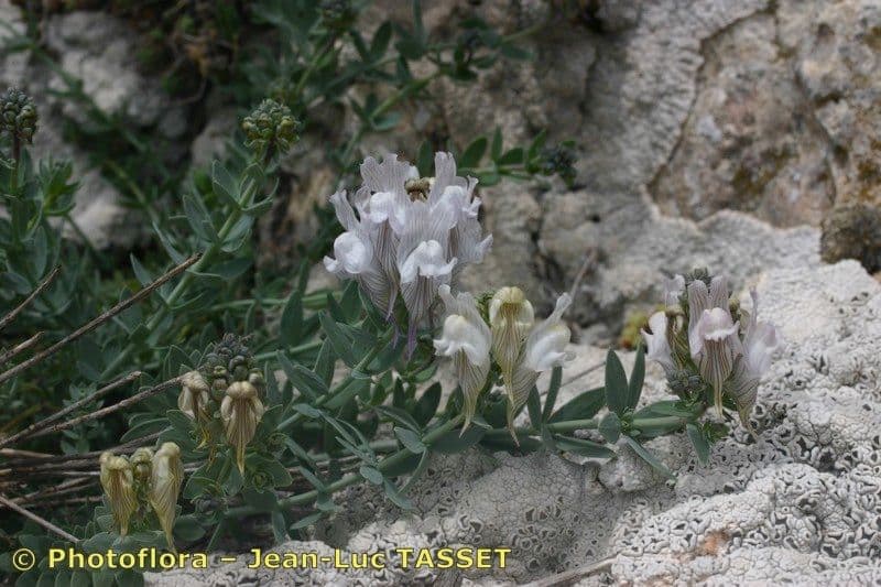 Linaria verticillata 14