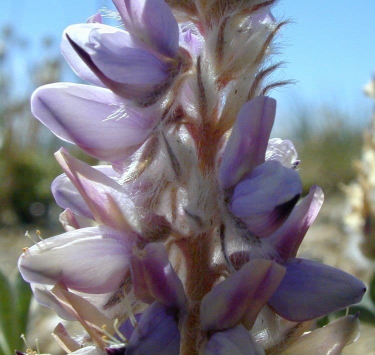 Lupinus lepidus 2