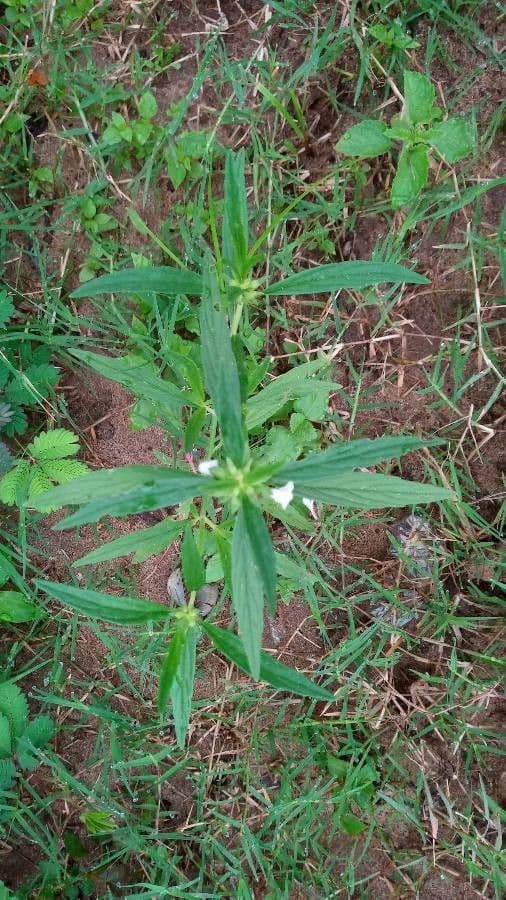 Leucas longifolia