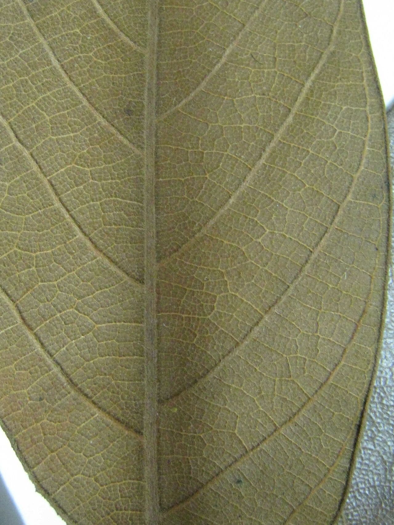 Ocotea glomerata 12