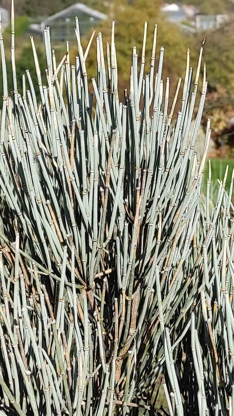 Ephedra intermedia 7