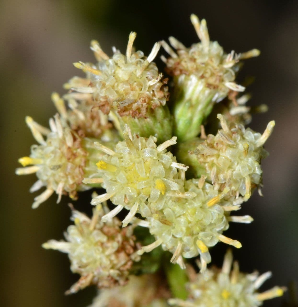 Bacharis 8