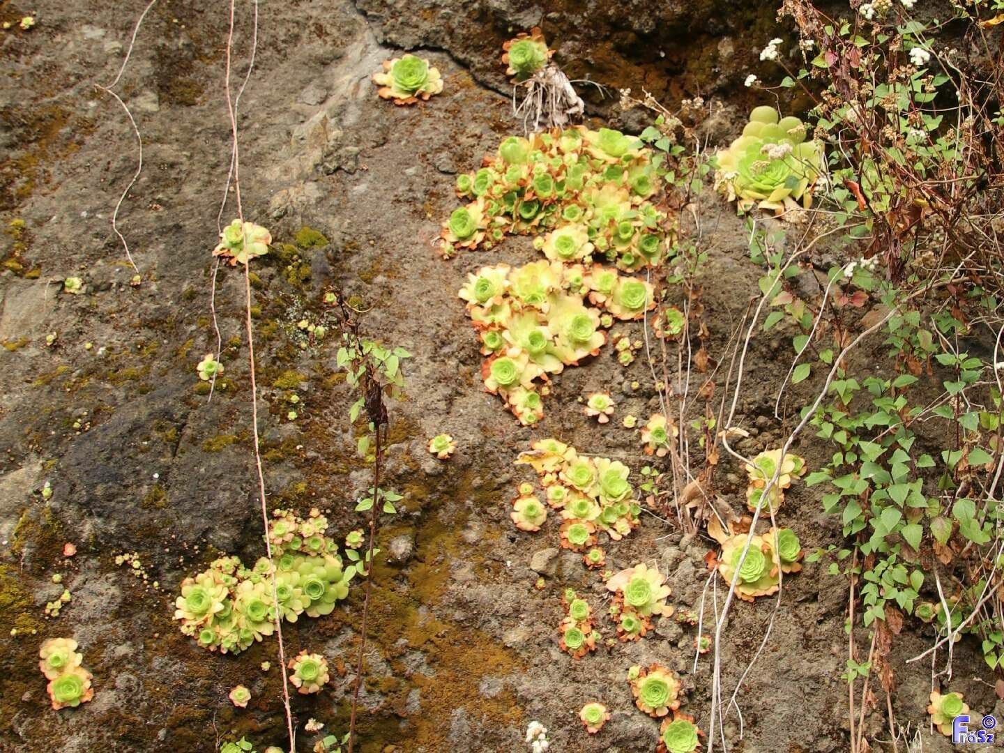 Aeonium 3