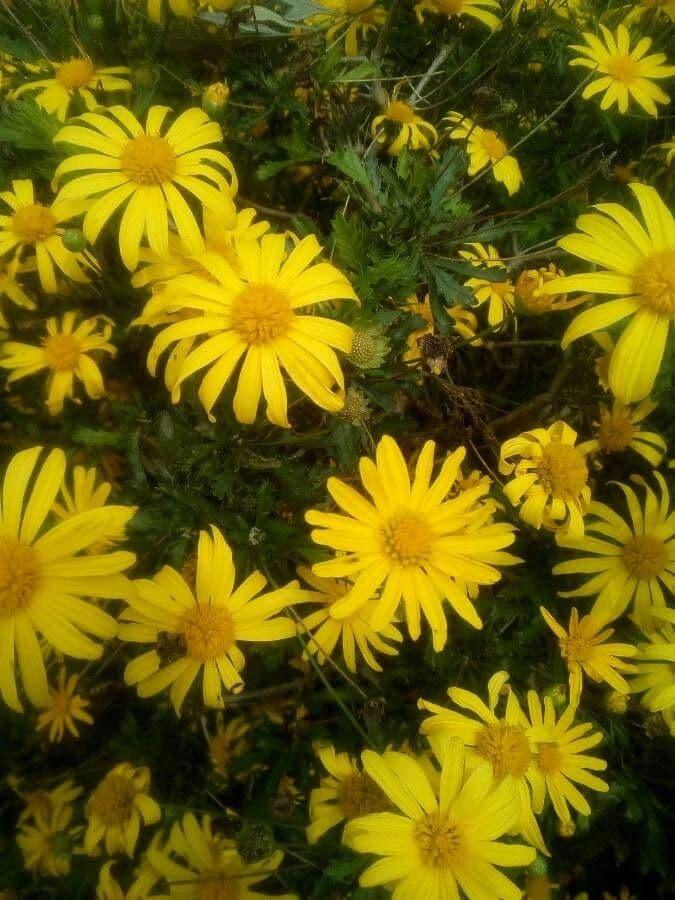 Gold-Euryops