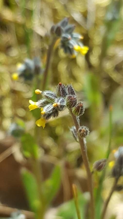 Myosotis 5