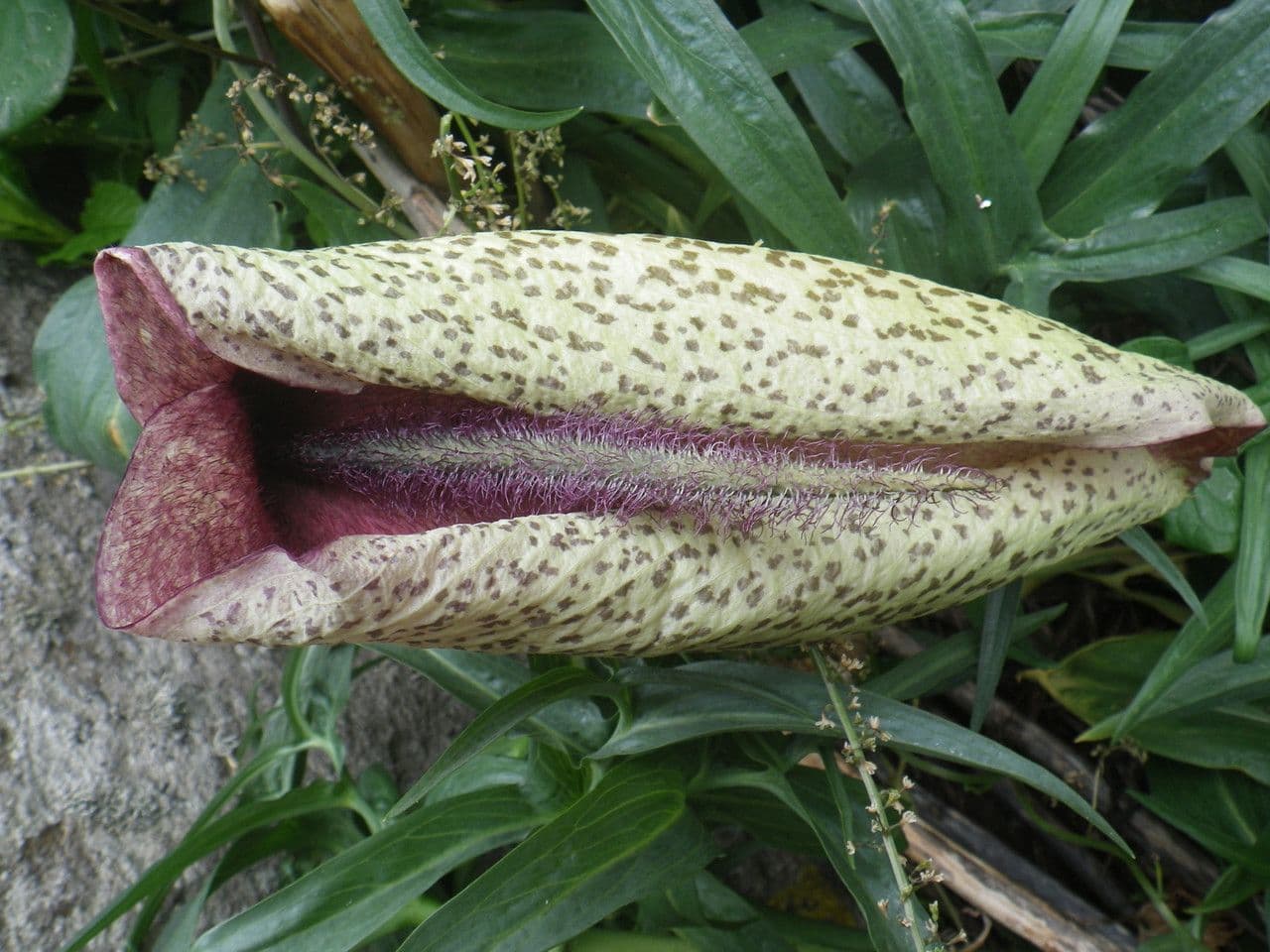 Helicodiceros 5