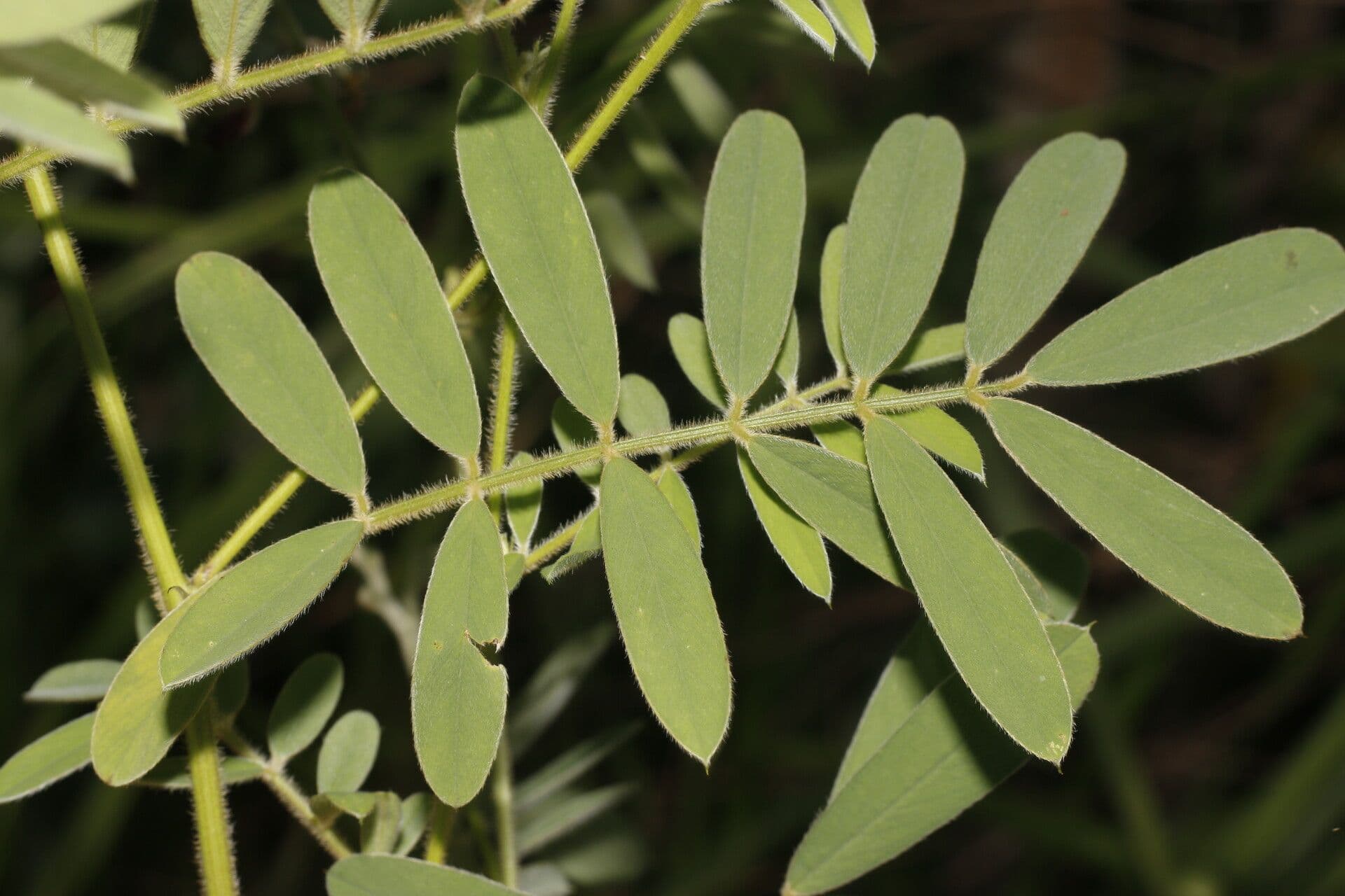 Tephrosia vicioides 8