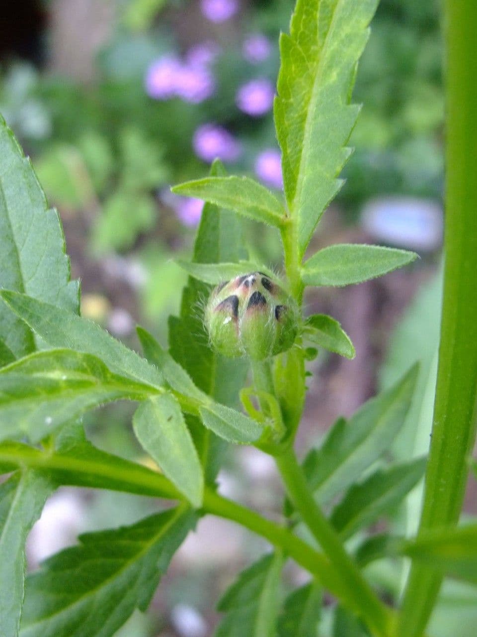 Giant-scabious 14