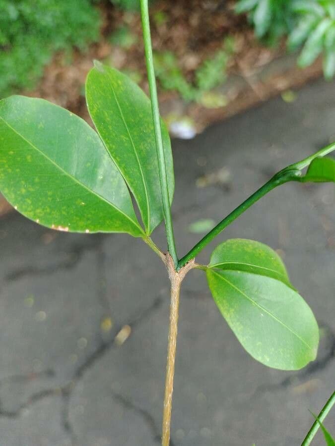 Metrodorea nigra 6