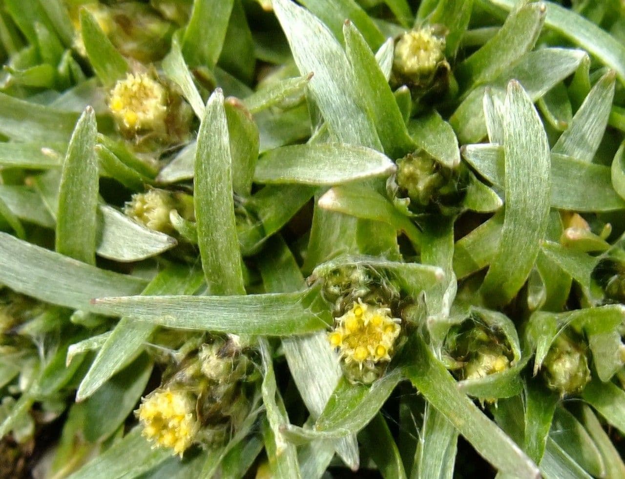 Gnaphalium nano 20