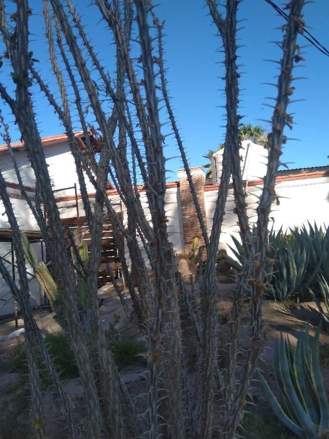 Ocotillo 24