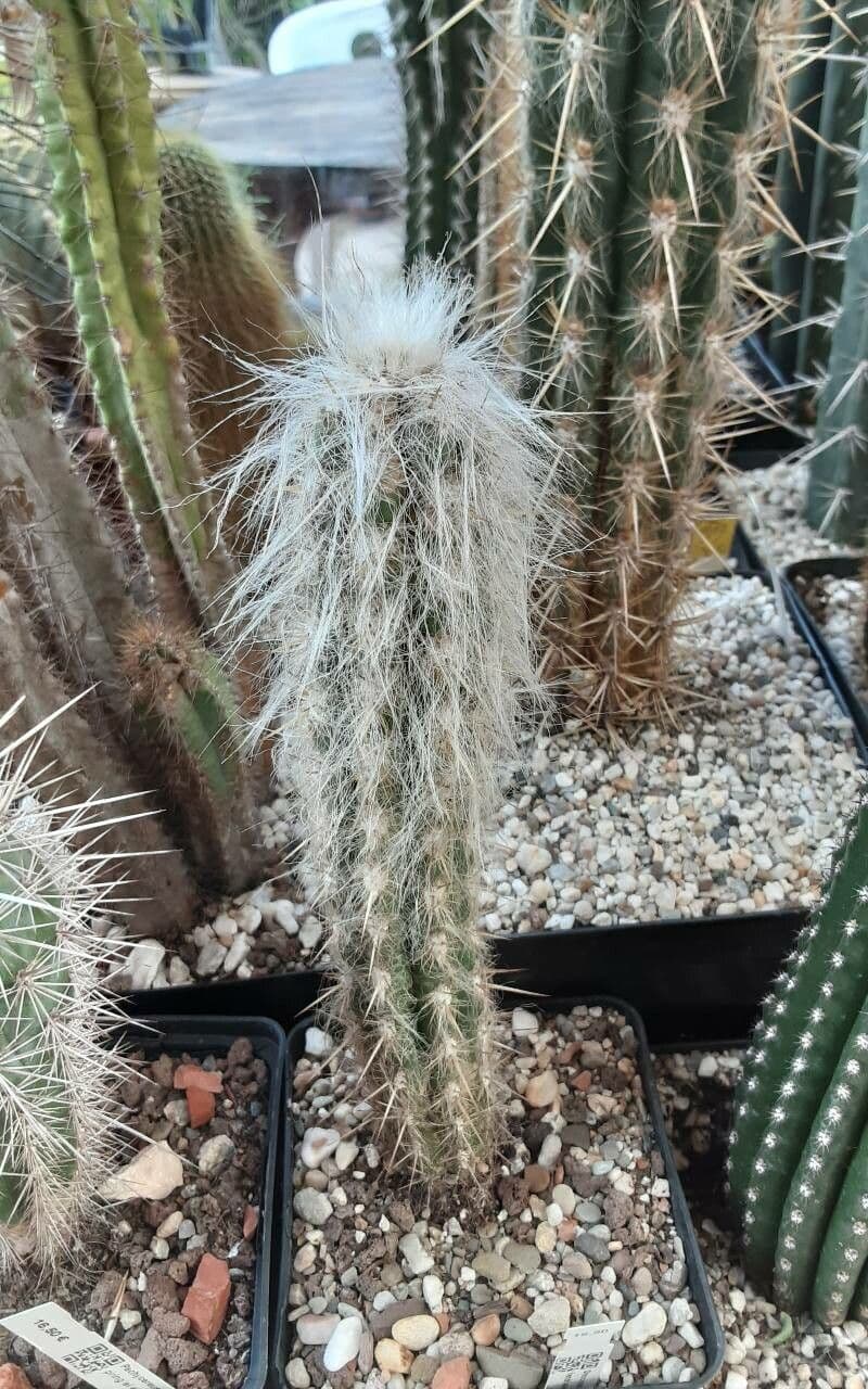 Oreocereus 2