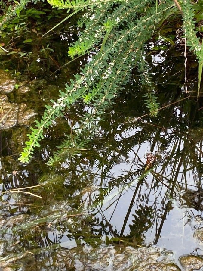 Elodea de Canadá 4