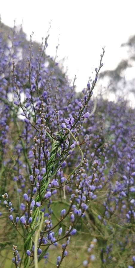 Comesperma 4